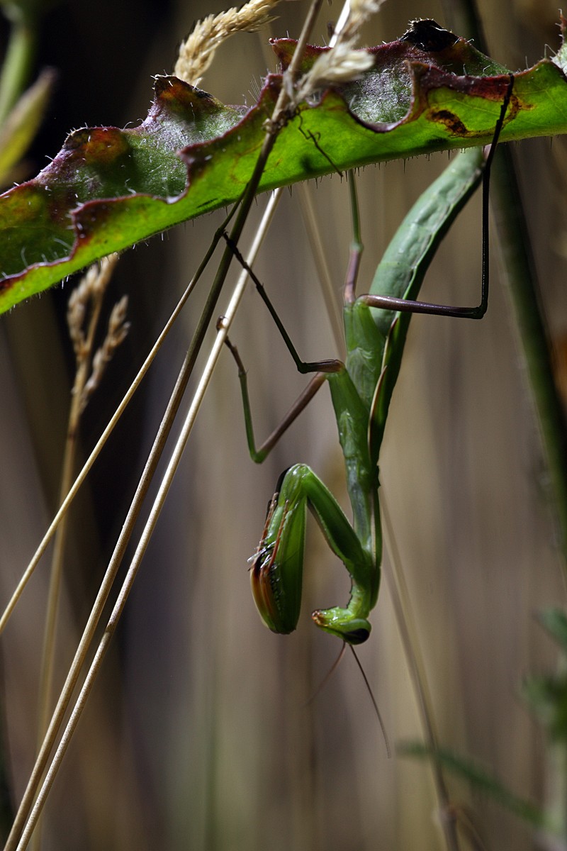 Mante religieuse (Mantis religiosa) - Page 2 _mg_6910