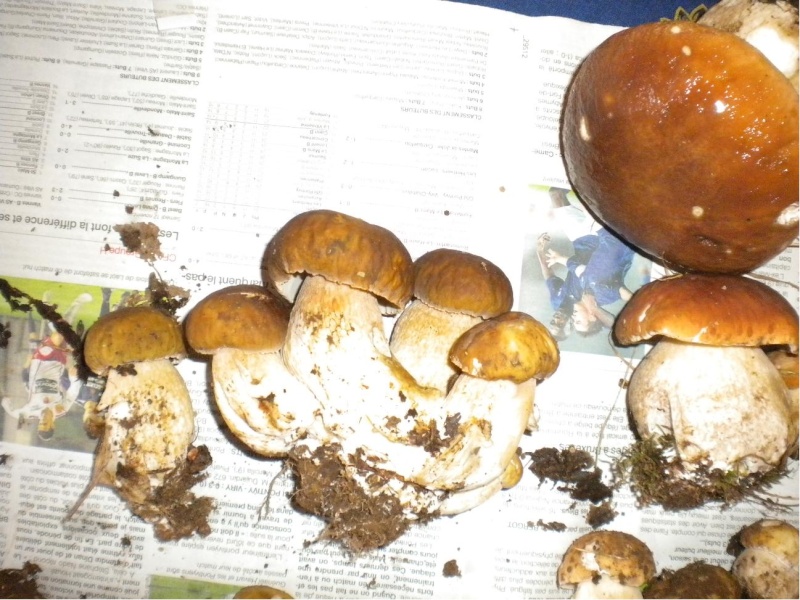 Un champignon oui, mais lequel??  Cepe10