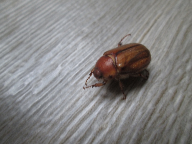3 petits scarabées Img_3411