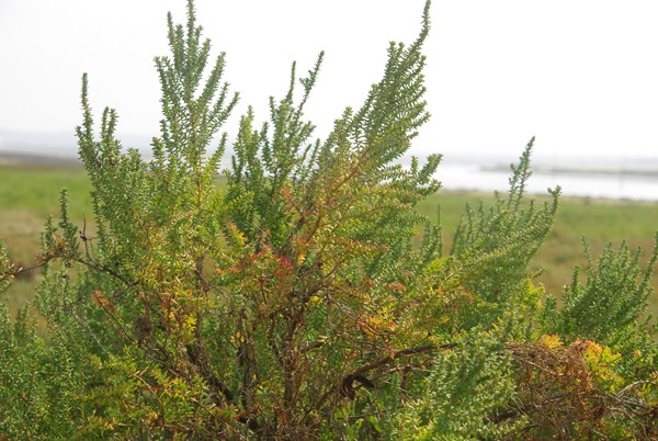 plantes du shorre (Salicornia, Sueda) Imgp1711
