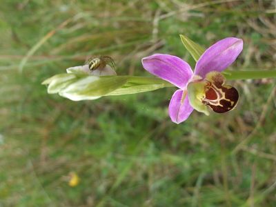 Ophrys apifera Ophrys10