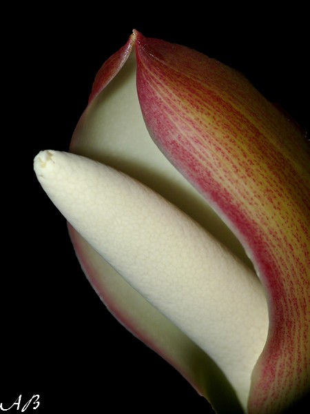 Fleur et fruit d'un philodendron P1080011