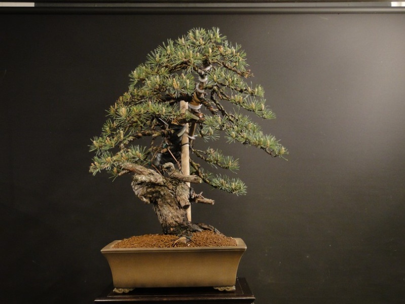 Pinus sylvestris yamadori - preparation in 2011 - first styling 2012 A10
