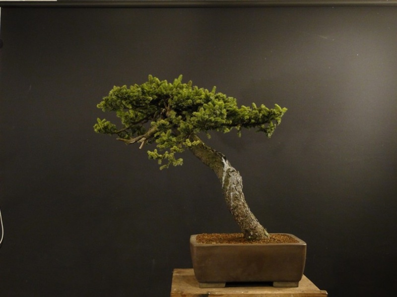Picea glehnii - restyling 2013 Dsc09513