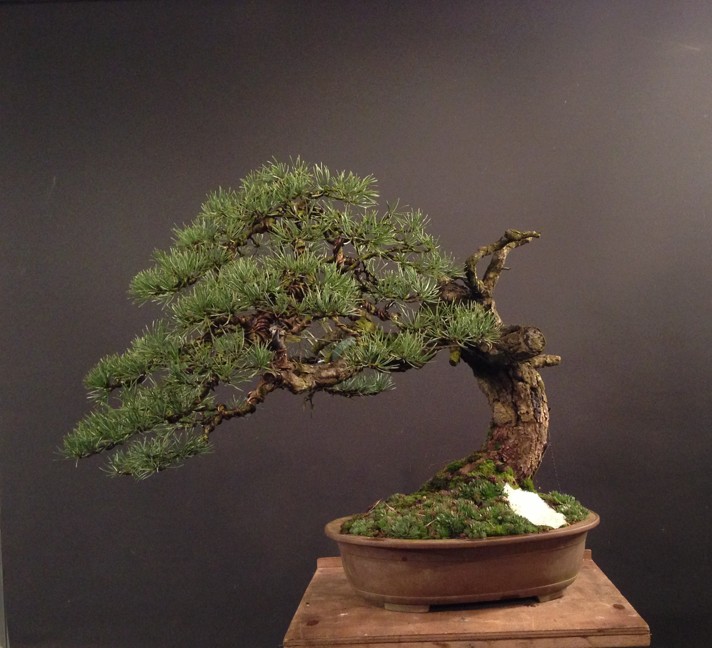 Pinus sylvestris - Yamadori with long branches - Page 2 Img_4410
