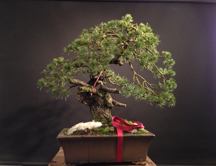 Pinus sylvestris yamadori - preparation in 2011 - first styling 2012 Photo_13