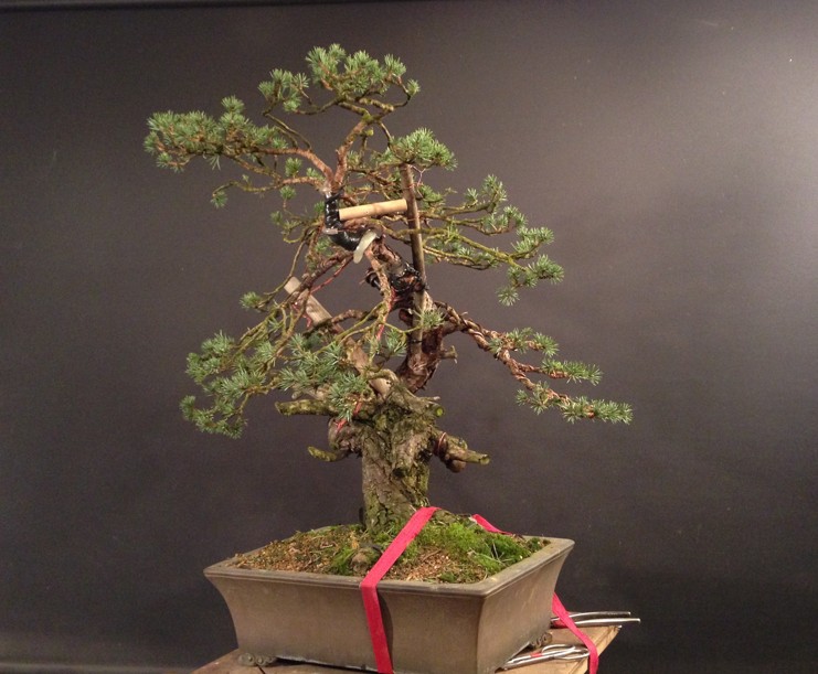 Pinus sylvestris yamadori - preparation in 2011 - first styling 2012 Photo_14