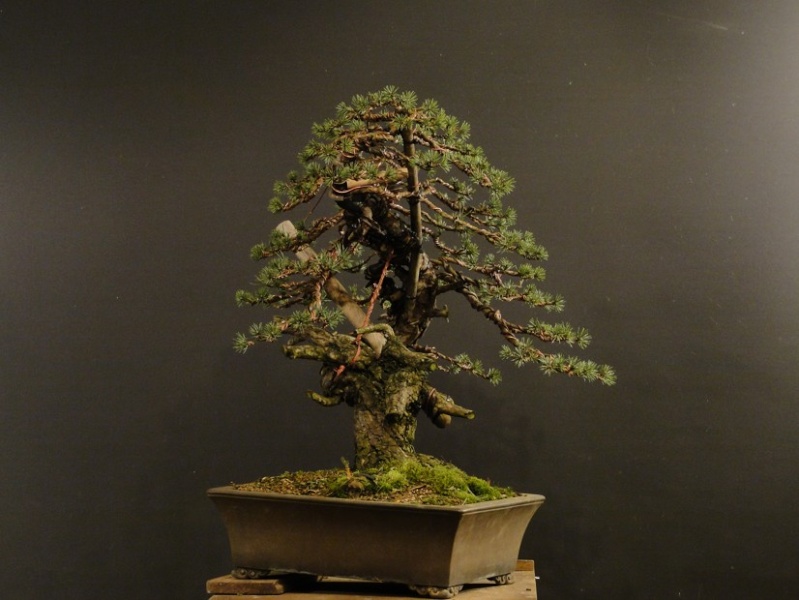 Pinus sylvestris yamadori - preparation in 2011 - first styling 2012 Z_110