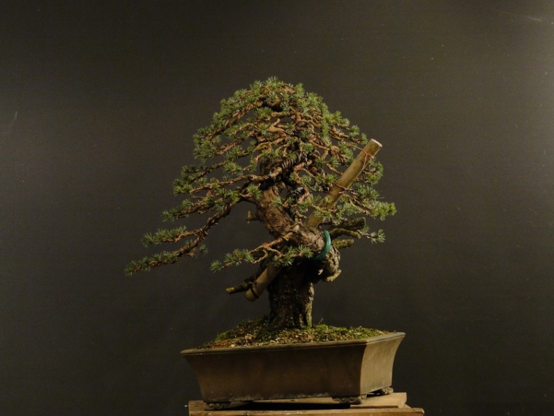 Pinus sylvestris yamadori - preparation in 2011 - first styling 2012 Z_210