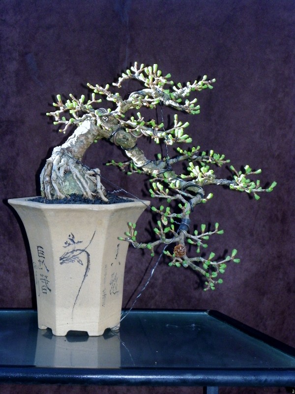 Shohin Azalea and Larch Spring Update Easter12