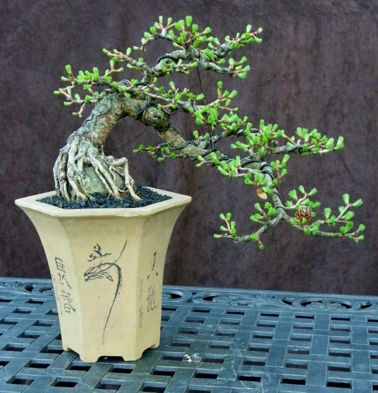Shohin Azalea and Larch Spring Update Easter13