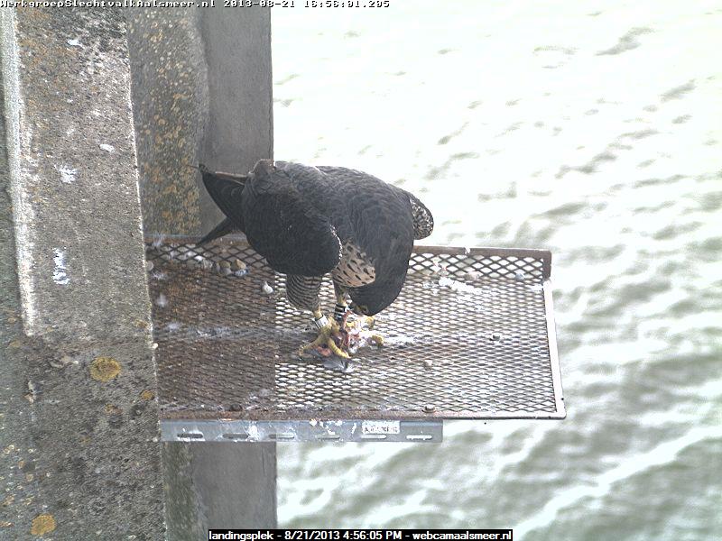 Aalsmeer/Watertoren.  Youngster en Sleggie /Sidonia - Pagina 21 Image29