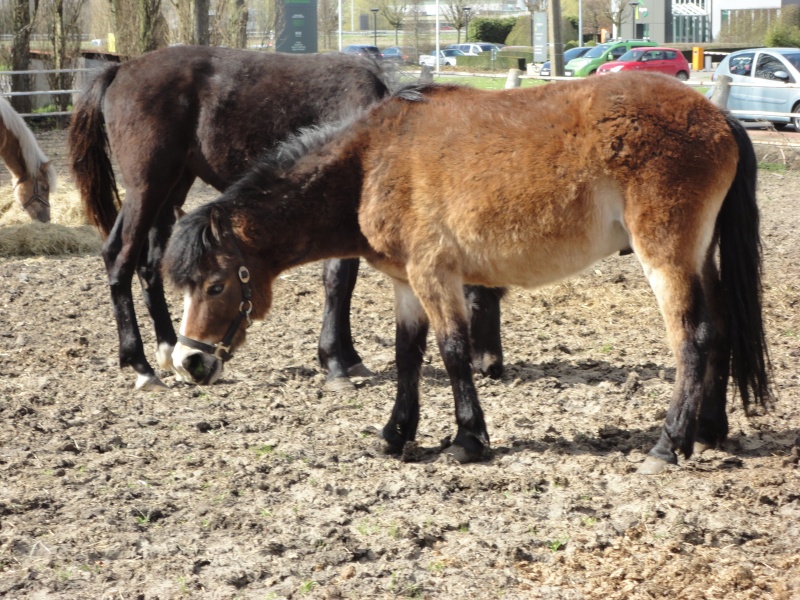 Poney 4 ou 6 ans, passeport danois - 300 € - SAUVE Photo_23