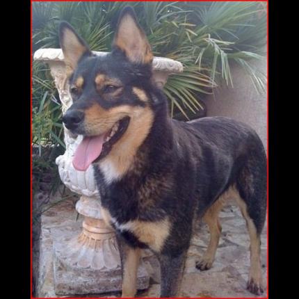 Perdue Vita Berger Allemand X Husky 17211 La Garde