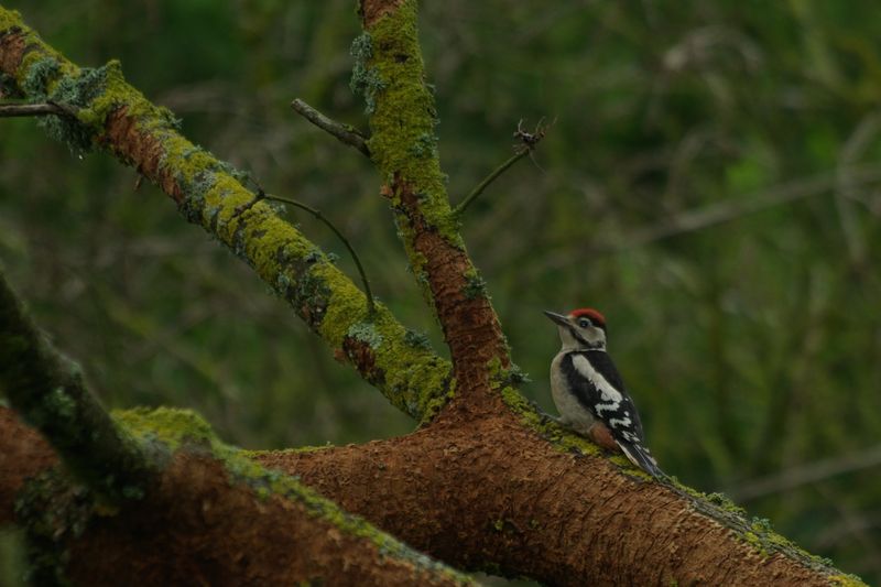 Pic mar (Dendrocopos medius) Pic_ap10