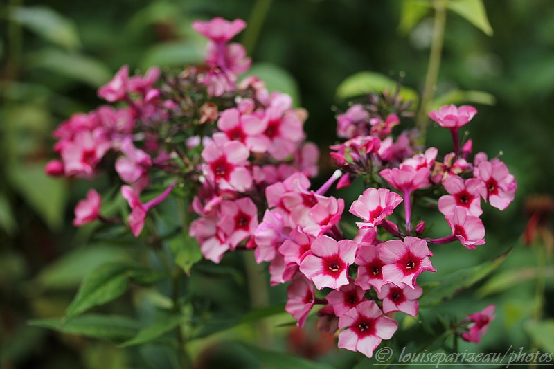 Phlox Paniculata "Red Caribbean " Img_4115