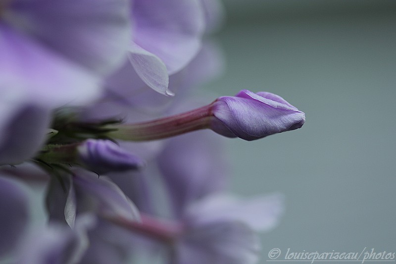 Phlox paniculata Franz Schubert Img_4119