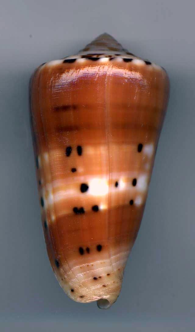 Conus (Pionoconus) barthelemyi  Bernardi, 1861 Barthe10