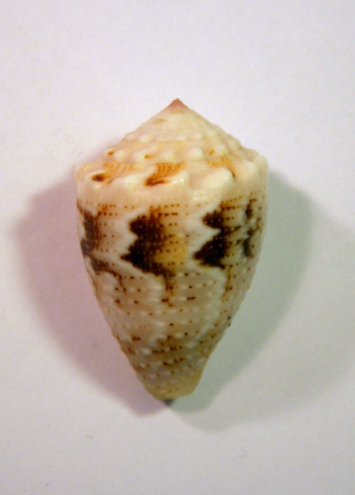 Conus (Virroconus) coronatus Gmelin, 1791 Corona10