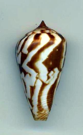 Conus (Lautoconus) pineaui  Pin & Leung Tack, 1989 Pineau10