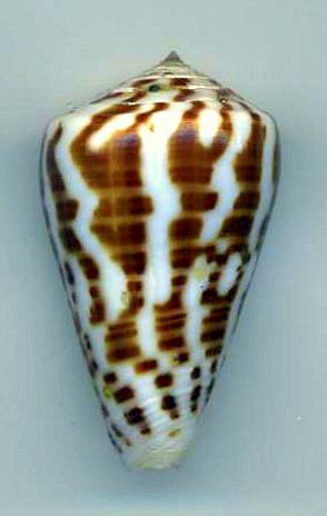 Conus (Lautoconus) pineaui  Pin & Leung Tack, 1989 Pulche10