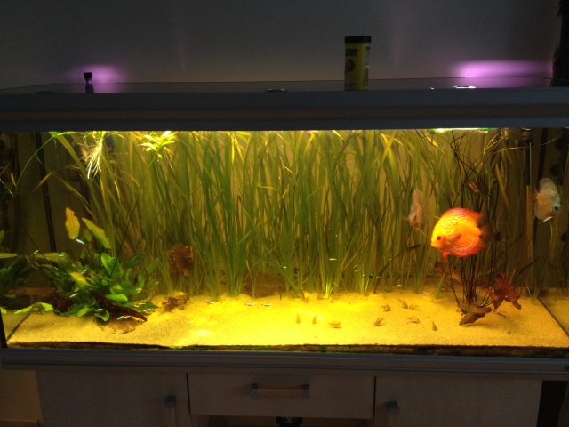aquarium et minifishroom Bac52510