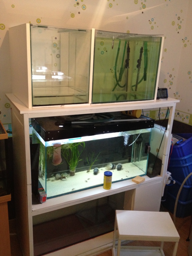 aquarium et minifishroom Batter11