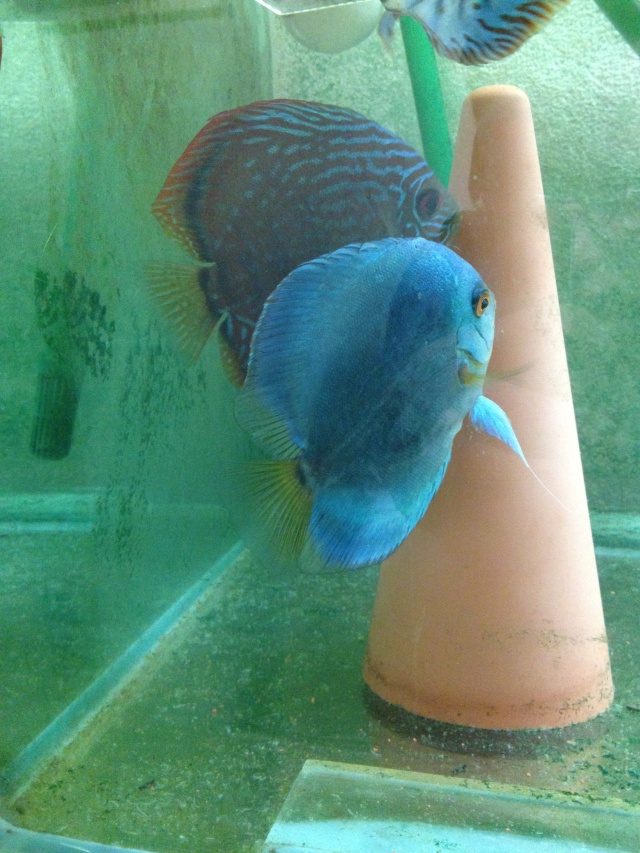 aquarium et minifishroom Couple11