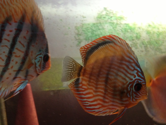 aquarium et minifishroom Couple12