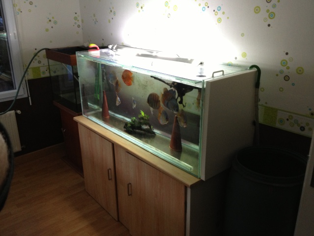 aquarium et minifishroom Grossi10