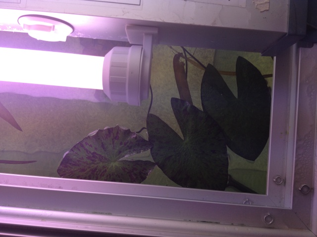 aquarium et minifishroom Lotus_11