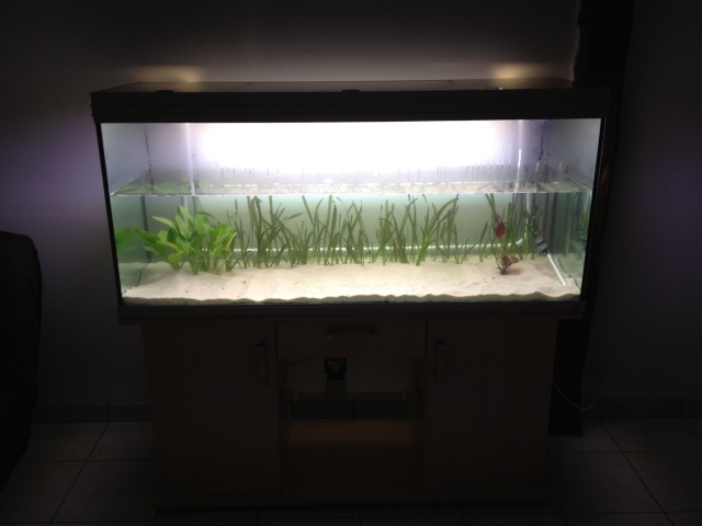 aquarium et minifishroom Planta10