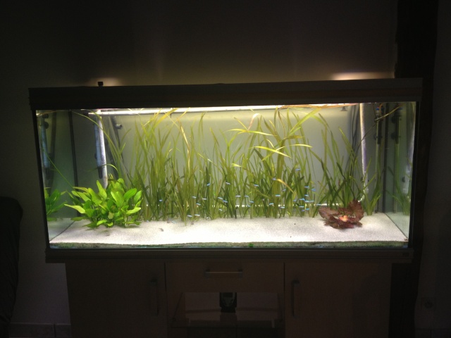 aquarium et minifishroom Planta11