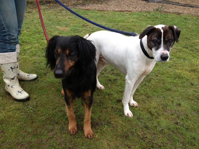 Moto and Ziggy - Norfolk 48109810