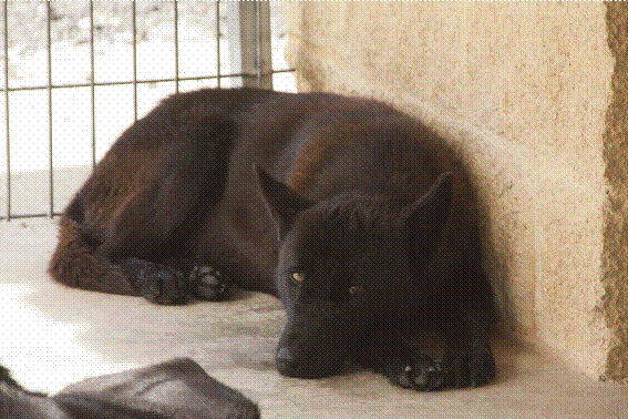 DAMA-MORITA le refuge à fermé ses portes - En FA en Haute-Savoie Att3a010