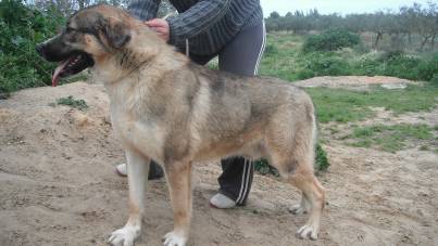 TREVIS adopter !!! Att59310