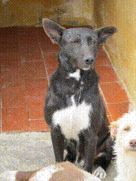 ANDY (Devenu INDIE) sos le refuge ferme ses portes => pris en charge par SPA Sud Alpine Att5a510