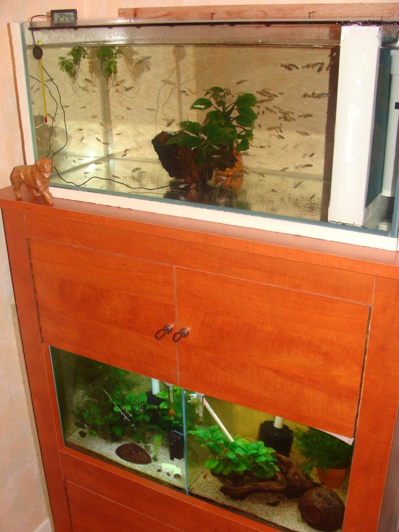 Mes installations d'eau douce - Page 2 Dsc03510