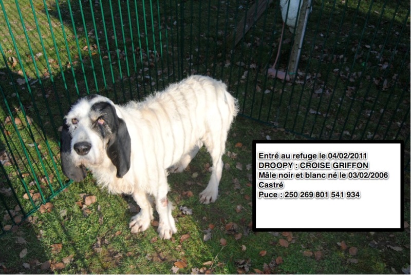 DROOPY  Croisé Griffon 2502269801541934 en FA le 30/10/2012 Droopy10