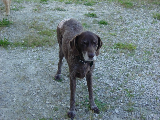 Adopter un chien âgé Nora10