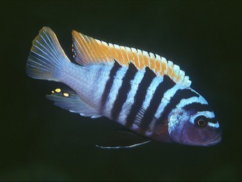 Metriaclima zébra ( anciennement "Pseudotropheus")  Pseudo10