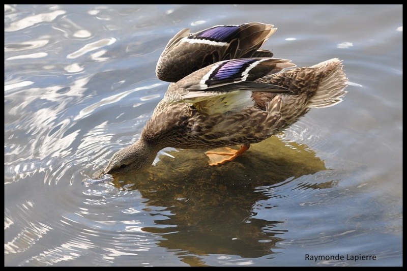 Canard colvert Dsc_0011