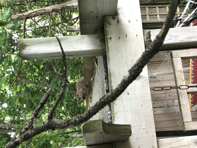 Les marmottes grimpent aux arbres 24726010