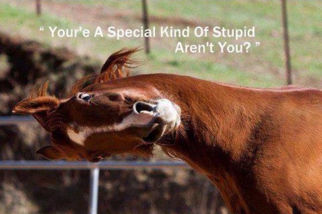 Funny Animal Photos - Page 13 Horse_11