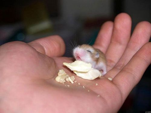 Funny Animal Photos - Page 11 Mouse10