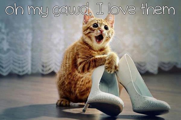 Funny Animal Photos - Page 11 Shoes10