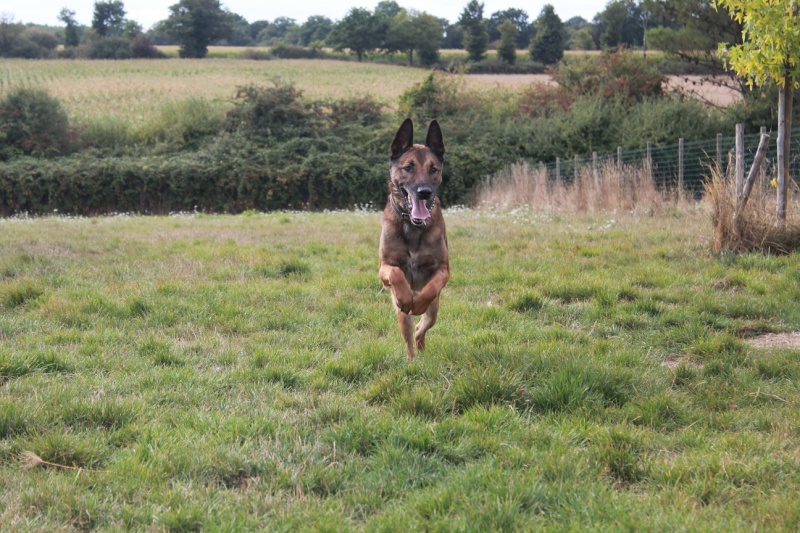 2 malinois , Fourrière de Vaux le Panil Img_6710