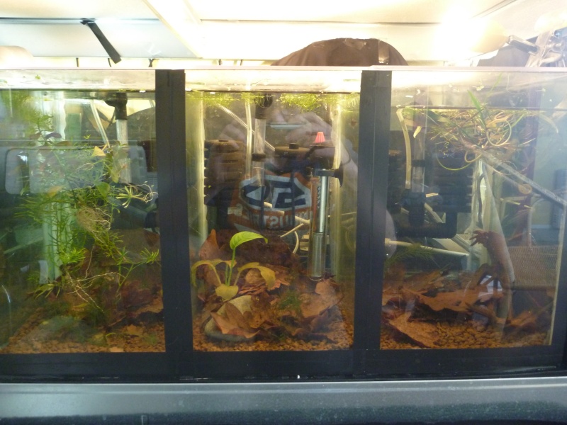 mes petits bacs/ Transformation aquascaping P1010110