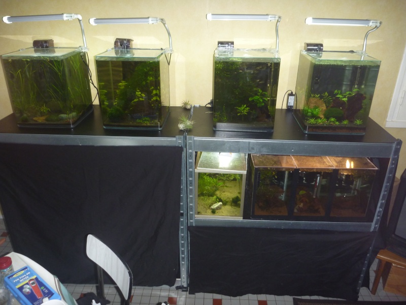 mes petits bacs/ Transformation aquascaping P1010211