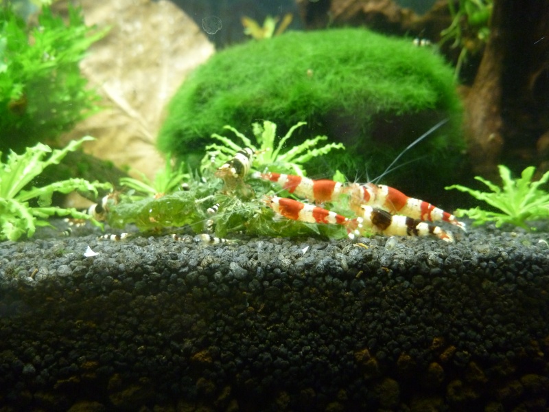 mes petits bacs/ Transformation aquascaping P1010213